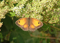 Gatekeeper feeding on late season Meadowsweet (Filipendula ulmaria).